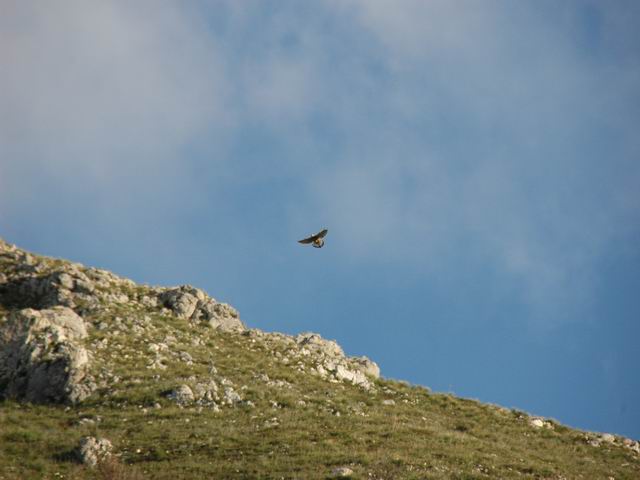 quasi certamente Gheppio (Falco tinnunculus)